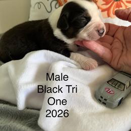Gray car B1 - Black tri male Miniature American Shepherd puppy in Polo, Missouri from Fuzzbottom Miniature American Shepherd