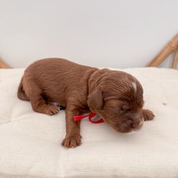 Bagel - Red male Cavapoo puppy in Apache Junction, Arizona from Coffey House Doodles