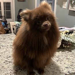 Asa - Pomeranian