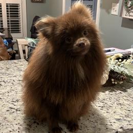 Asa - Pomeranian