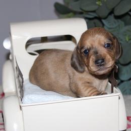 Hermione - Dapple female Dachshund puppy in Mountain Home, Arkansas from Wood's miniature Dachshunds