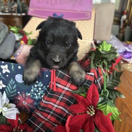 Pfeffer - Bi-color female German Shepherd puppy in Needham, Indiana from K-9 Twenty Nine: Vom Bauernhaus German Shepherds