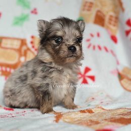 Orion - Merle male Pomsky puppy in Coos Bay, Oregon from Ocean View Pomskies