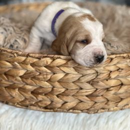 Stuffin - Red and white male Basset Hound puppy in Lone Jack, Missouri from Wee Little Bassets