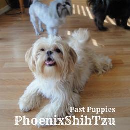 Shih Tzu Puppies from Phoenix Shih Tzu