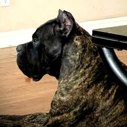 Berlin - Cane Corso