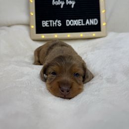 Jameson - Dapple male Dachshund puppy in Dickinson, Texas from Beth’s Doxieland