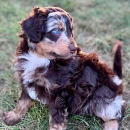 Rosco - Brown merle male Aussiedoodle puppy in Liberty, Texas from Poodles and Doodles Most Excellent Adventures
