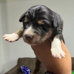 Black Tri female - Black tri female Miniature American Shepherd puppy in Prunedale, California from 4MLA STABLES