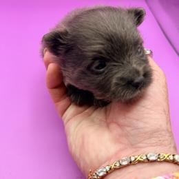 Harper - Lavender female Pomeranian puppy in Brandon, Vermont from Poms All Day