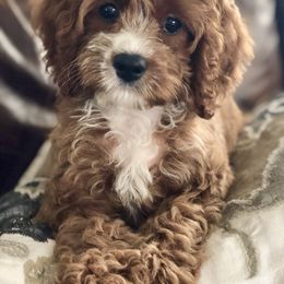 Cavapoo and Goldendoodle Puppies from Regal Doodles
