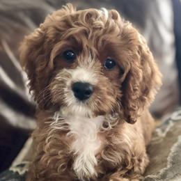 Cavapoo and Goldendoodle Puppies from Regal Doodles