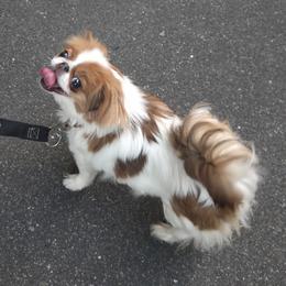 Scoogie - Japanese Chin