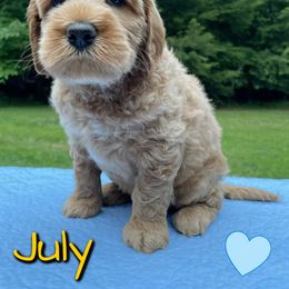 Australian Labradoodle Puppies from Lakeshore Labradoodles