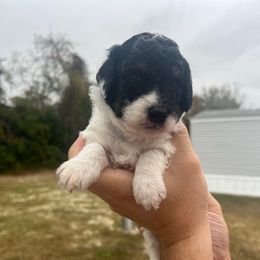 Light blue collar - Black and white male Sheepadoodle puppy in Hudson, Florida from Tampa Sheepadoodles