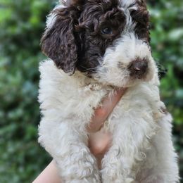 Goldendoodle, Old English Sheepdog, Poodle, Schnoodle, and Sheepadoodle Puppies from For the LOVE of Poodles and Doodles