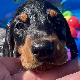 Elwood - Black and rust male Doberman Pinscher puppy in Blanchester, Ohio from Battle Creek Dobermans