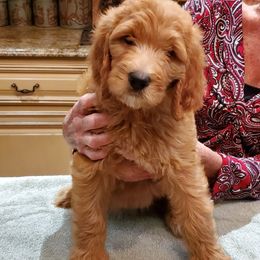 Goldendoodles from Denise Pound