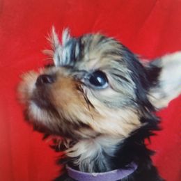 Yorkshire Terrier Puppies from Kay's Yorkshire Terriers
