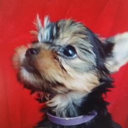 Yorkshire Terrier Puppies from Kay's Yorkshire Terriers