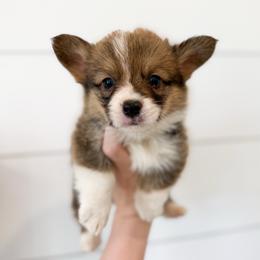 Robert - Green - Red male Pembroke Welsh Corgi puppy in Milan, Georgia from Williams’ Welsh Corgis LLC