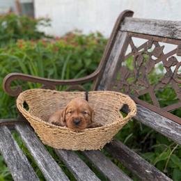 Black collar - Dark golden male Golden Retriever puppy in Monroe, Tennessee from Golden Girls Furever Friends