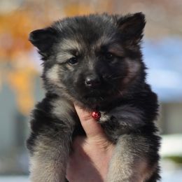 Ruger (Red) - Black and silver male German Shepherd puppy in Garrett, Indiana from Devil-Dog Shepherds