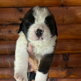 Green Collar - Brown and white male Saint Bernard puppy in New York from Johnson Farms