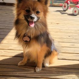 Mazi - Pomeranian
