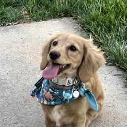 Dachshunds from Sagebrush Doxies