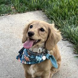 Dachshunds from Sagebrush Doxies