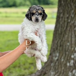 Australian Labradoodle and Bernedoodle Puppies from The Poodle Co. Raising Doodles & Poodles