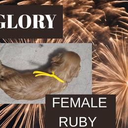 Glory - Ruby female Cavalier King Charles Spaniel puppy in Willmar, Minnesota from Starlite Cavaliers