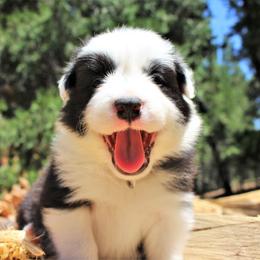 Border Collie Puppies from Team Reeves Ranch