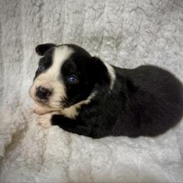 Black bi male - Black & white male Miniature Australian Shepherd puppy in Lemon Cove, California from Magic Ranch Mini Aussies