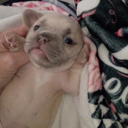 French Bulldog Puppies from Jen Haney