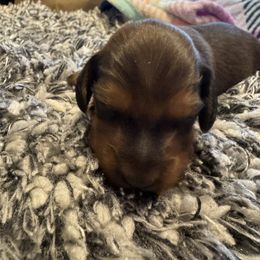 Shaded Red Male - Red male Dachshund puppy in Mc Donough, Georgia from Doxie Gang