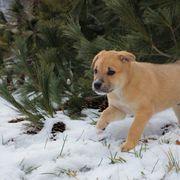 Reach - Tawny Carolina Dog puppy in Holly, Michigan from Full Circle Carolina Dogs