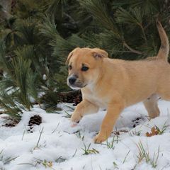 Reach - Tawny Carolina Dog puppy in Holly, Michigan from Full Circle Carolina Dogs