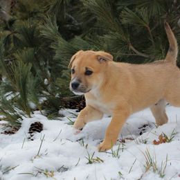 Reach - Tawny Carolina Dog puppy in Holly, Michigan from Full Circle Carolina Dogs