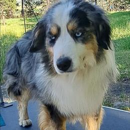 Mooney - Miniature American Shepherd