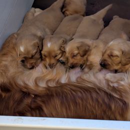 Golden Retriever Puppies from Floden Farm Golden Retrievers