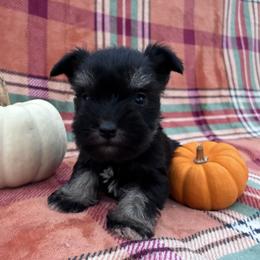 Elizabeth - Black and silver female Miniature Schnauzer puppy in Hedgesville, West Virginia from Clay Hill Kennels