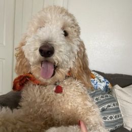 Holly - Goldendoodle