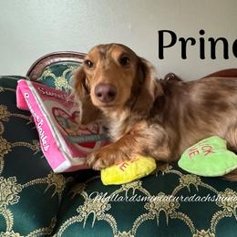 Prince - Dachshund