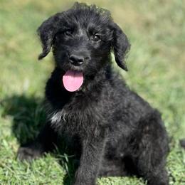 Elm - Black and white female Assorted Doodle Crosses puppy in Kansas City, Missouri from Beary GoldenDoodles