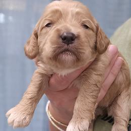 Purple Collar Female - Red female Cockapoo puppy in Mocksville, North Carolina from Hunting Creek Farms