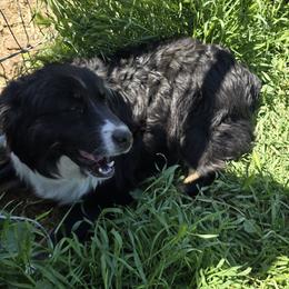 Mango - Black tri male Miniature Australian Shepherd puppy in New Plymouth, Idaho from D & L Mini Aussies
