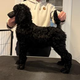 Girl 2 - Black female Poodle puppy in Walpole, Massachusetts from Harborstone Poodles and Terriers
