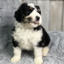 Bernedoodle and Goldendoodle Puppies from Paramount Family Doodles